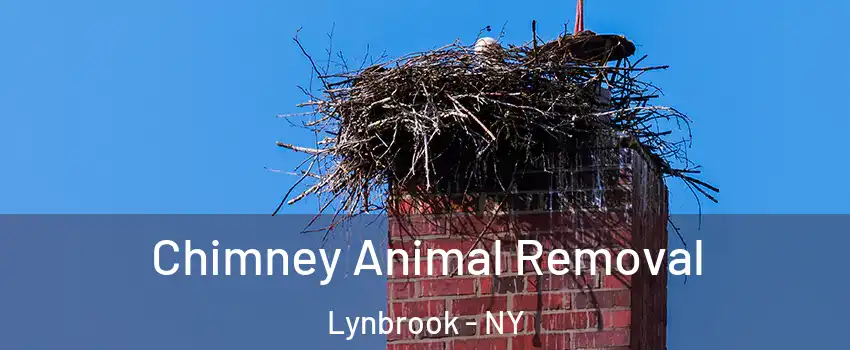  Chimney Animal Removal Lynbrook - NY