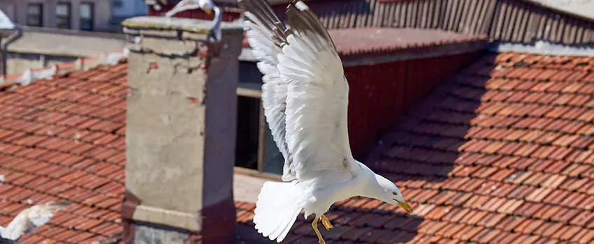 Residential Chimney Animal Removal Solution in Lynbrook, NY