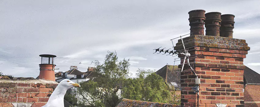 Chimney Cleaning And Restoration in Lynbrook, New York